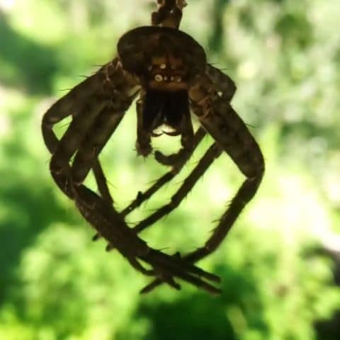 Hanging by its own cobweb