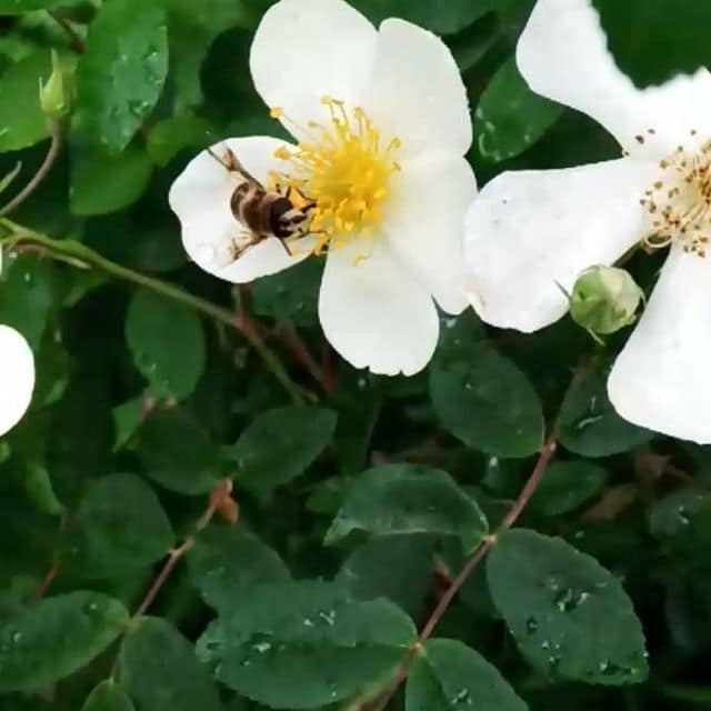 The secret lives of bees.