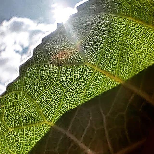 Light flows in my veins