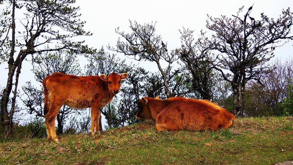 Cow- Innocent , giving and peaceful. like Mother as they say
